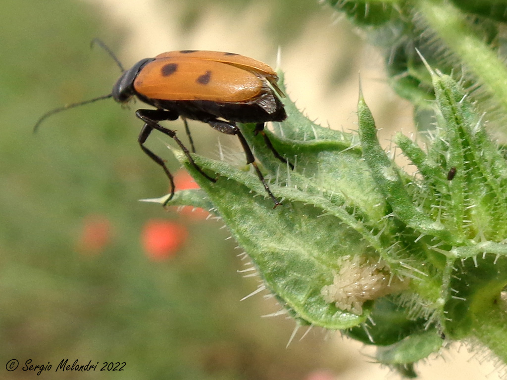 Euzonitis quadrimaculata - uova e triungulini